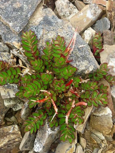 Epilobium rubromarginatum, photographed by naturewatchwidow