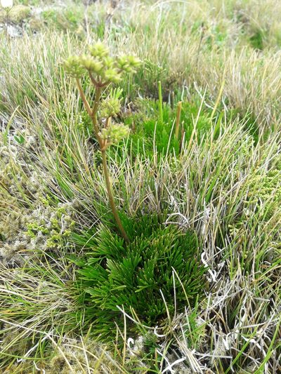 Aciphylla polita, photographed by naturewatchwidow