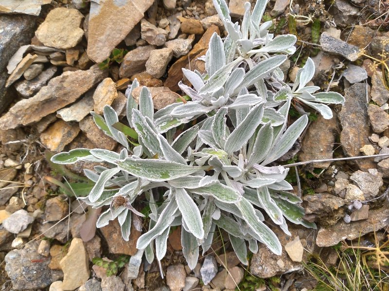 Celmisia allanii, photographed by Leon Perrie
