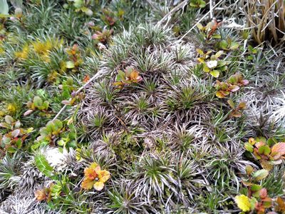 Celmisia laricifolia, photographed by Leon Perrie