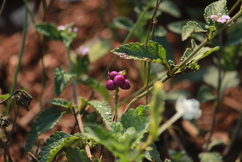 Lantana rugosa, photographed by Noeleen du Toit