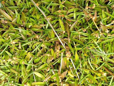 Plantago unibracteata, photographed by Leon Perrie