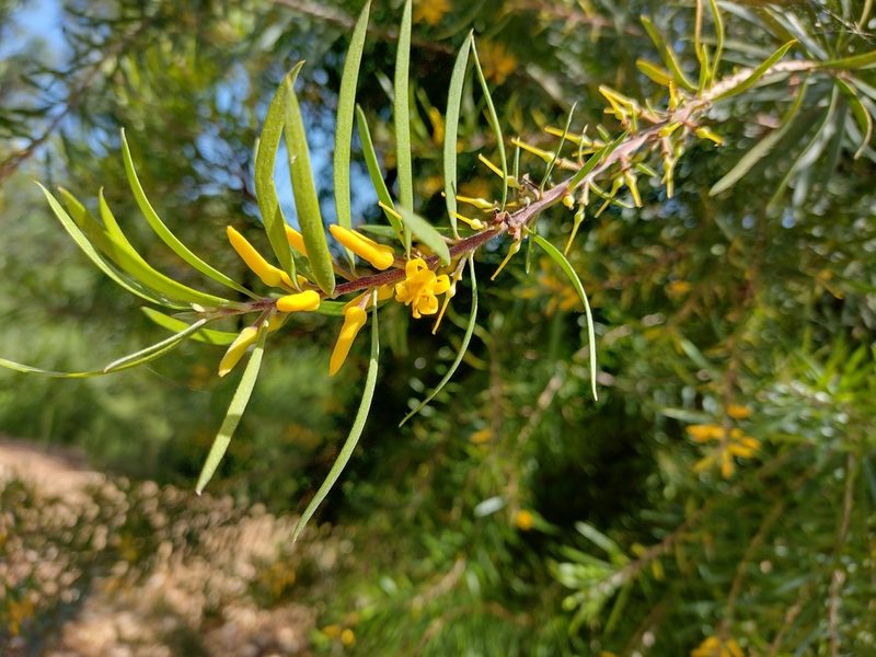 Persoonia linearis, photographed by Tricia Kaye