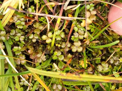 Hydrocotyle sulcata, photographed by Leon Perrie