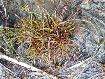 Juncus antarcticus, photographed by Leon Perrie