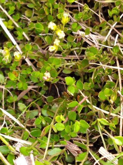 Gonocarpus montanus, photographed by Leon Perrie