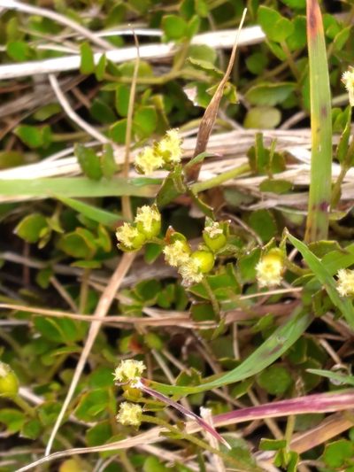 Gonocarpus montanus, photographed by Leon Perrie