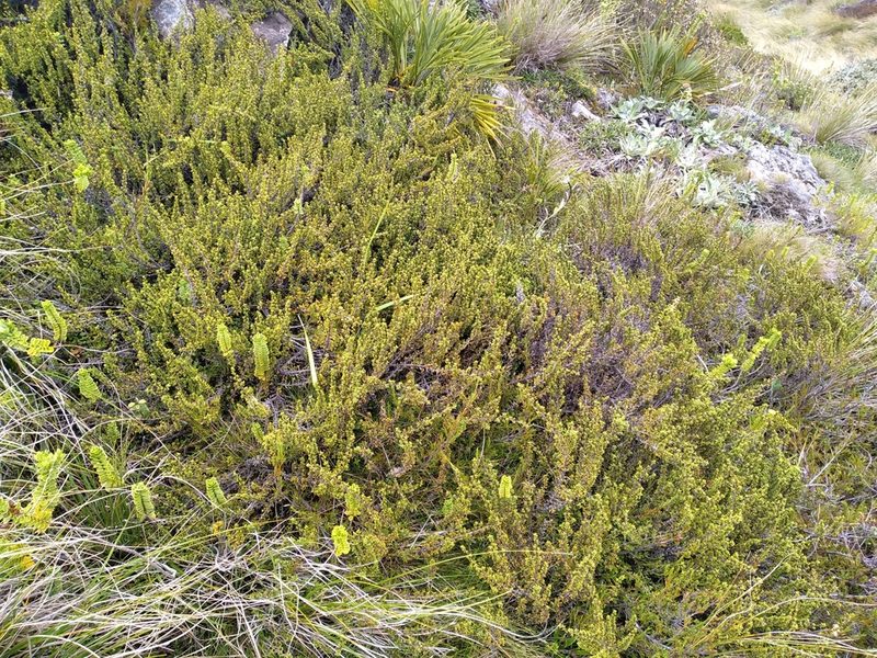 Coprosma fowerakeri, photographed by Leon Perrie