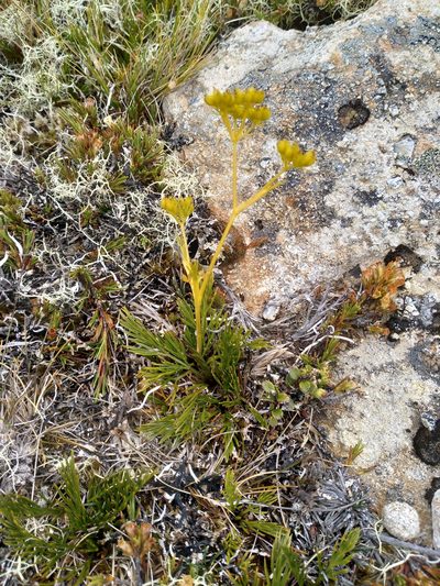 Aciphylla polita, photographed by Leon Perrie
