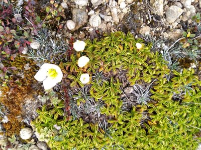 Gentianella decumbens, photographed by Leon Perrie
