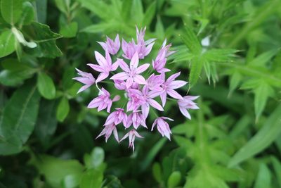 Allium unifolium, photographed by Cricket Raspet