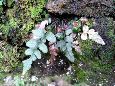 Asplenium lyallii, photographed by Leon Perrie