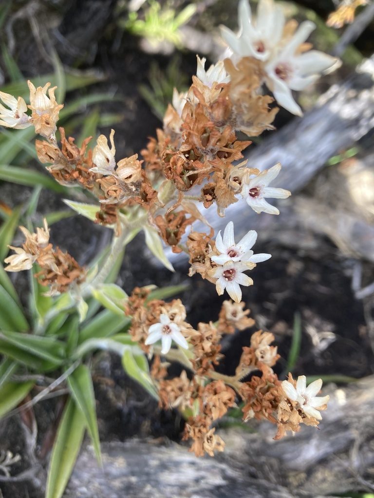 Milligania densiflora, photographed by krumpianking