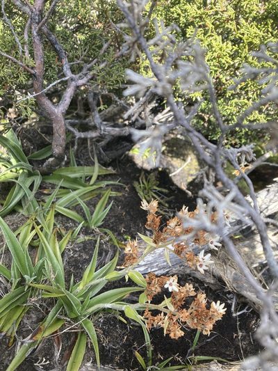 Milligania densiflora, photographed by krumpianking