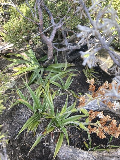 Milligania densiflora, photographed by krumpianking