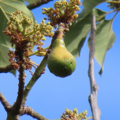 Persea americana, photographed by Maria Janeiro