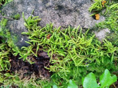Acrocladium chlamydophyllum, photographed by Leon Perrie