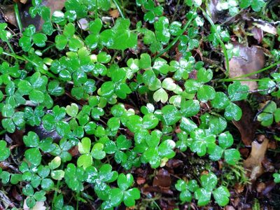 Oxalis magellanica, photographed by Leon Perrie