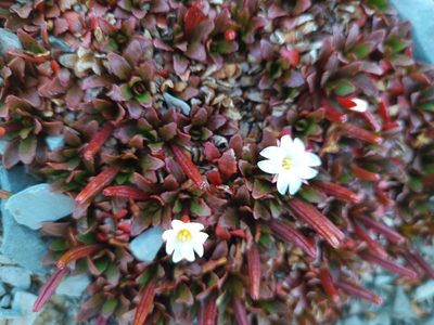 Epilobium margaretiae, photographed by gnapp