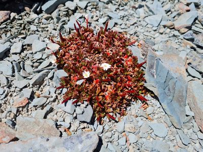 Epilobium margaretiae, photographed by gnapp
