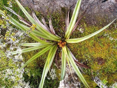 Astelia nervosa, photographed by Leon Perrie