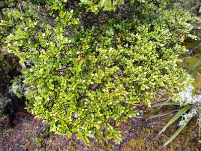 Nothofagus cliffortioides, photographed by Leon Perrie