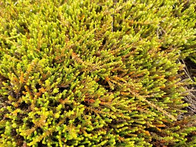 Lepidothamnus laxifolius, photographed by Leon Perrie