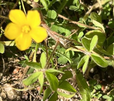 Oxalis pilosa, photographed by Chuck Wilson
