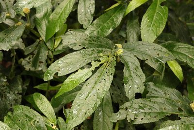 Elatostema reticulatum, photographed by Greg Tasney