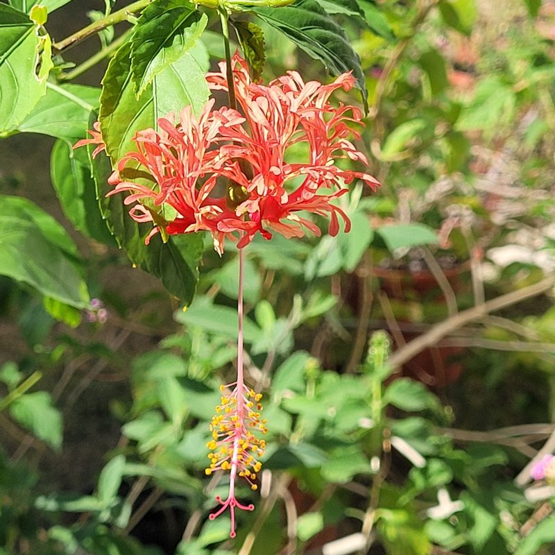 Hibiscus schizopetalus, photographed by Maria Janeiro