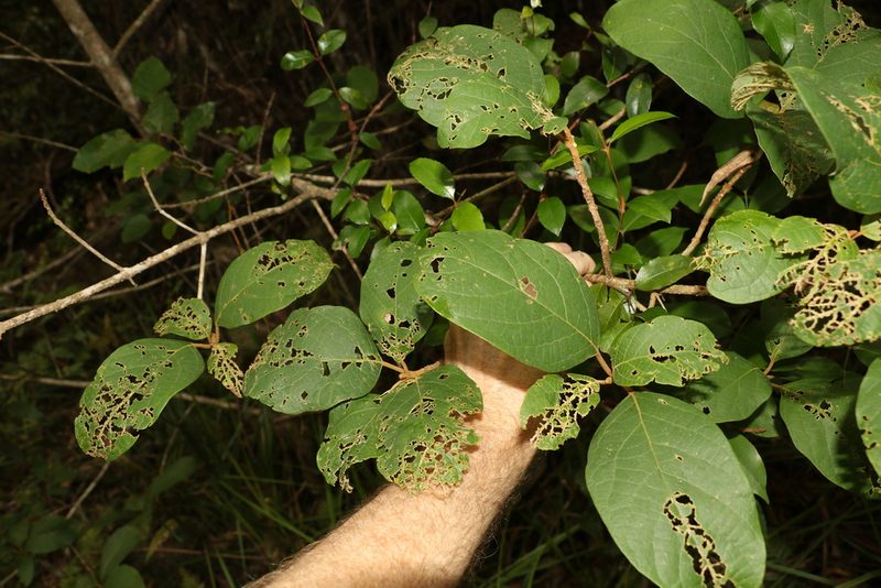 Gmelina leichhardtii, photographed by Greg Tasney