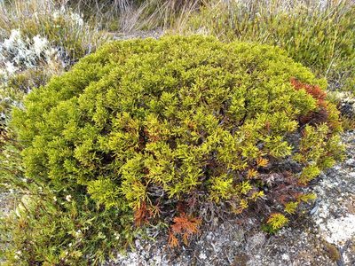Halocarpus bidwillii, photographed by Leon Perrie