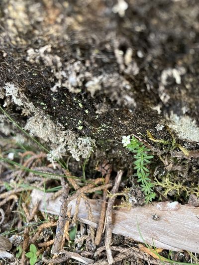 Hydrogalium pusillum, photographed by krumpianking