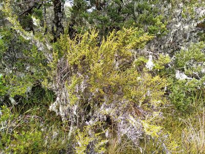 Coprosma pseudocuneata, photographed by Leon Perrie
