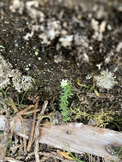 Hydrogalium pusillum, photographed by krumpianking