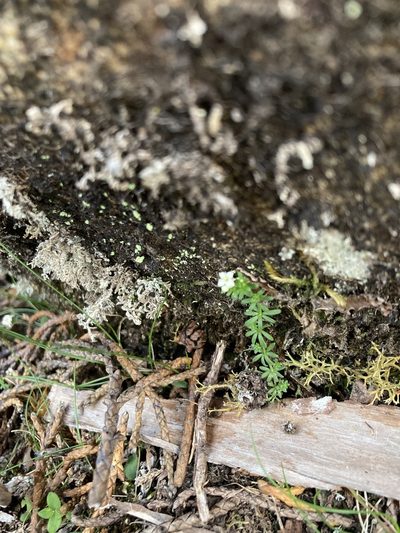 Hydrogalium pusillum, photographed by krumpianking