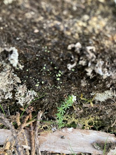 Hydrogalium pusillum, photographed by krumpianking