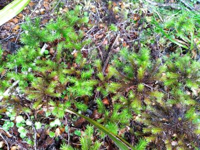 Dendroligotrichum tongariroense, photographed by Leon Perrie