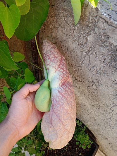 Aristolochia gigantea, photographed by Otto Heringer