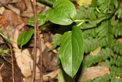 Hackelia latifolia, photographed by Greg Tasney