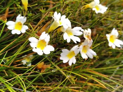 Euphrasia townsonii, photographed by Leon Perrie