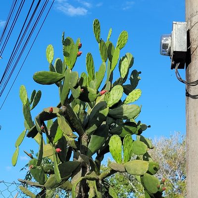 Opuntia cochenillifera, photographed by Maria Janeiro