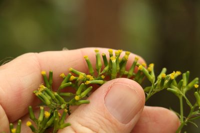 Senecio bipinnatisectus, photographed by Greg Tasney