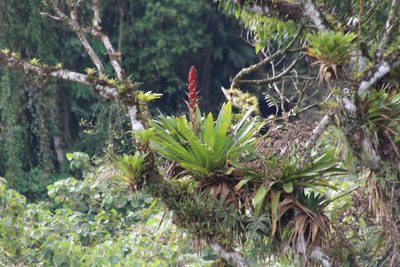 Cipuropsis capituligera, photographed by Michael Bakker Paiva