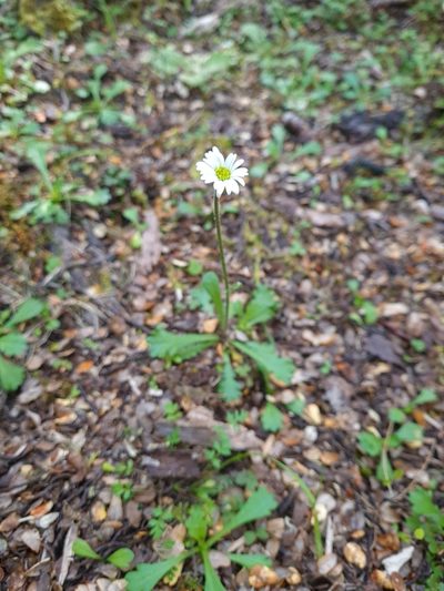 Brachyscome radicata, photographed by gnapp