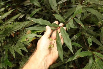 Syzygium ingens, photographed by Greg Tasney