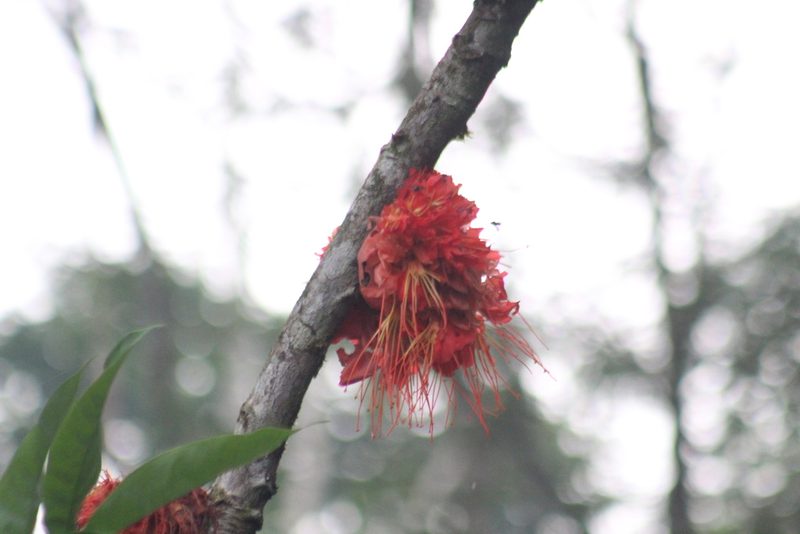 Brownea macrophylla, photographed by Michael Bakker Paiva