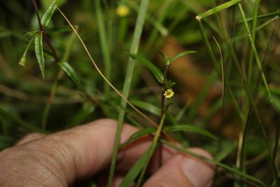 Eclipta platyglossa, photographed by Greg Tasney