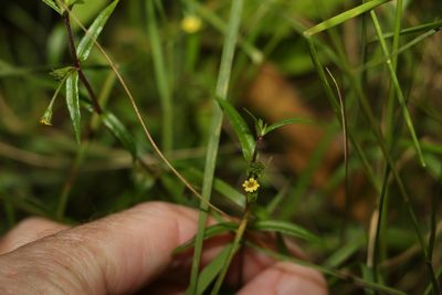 Eclipta platyglossa, photographed by Greg Tasney