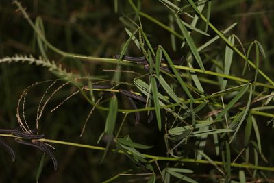 Crotalaria lanceolata, photographed by Greg Tasney